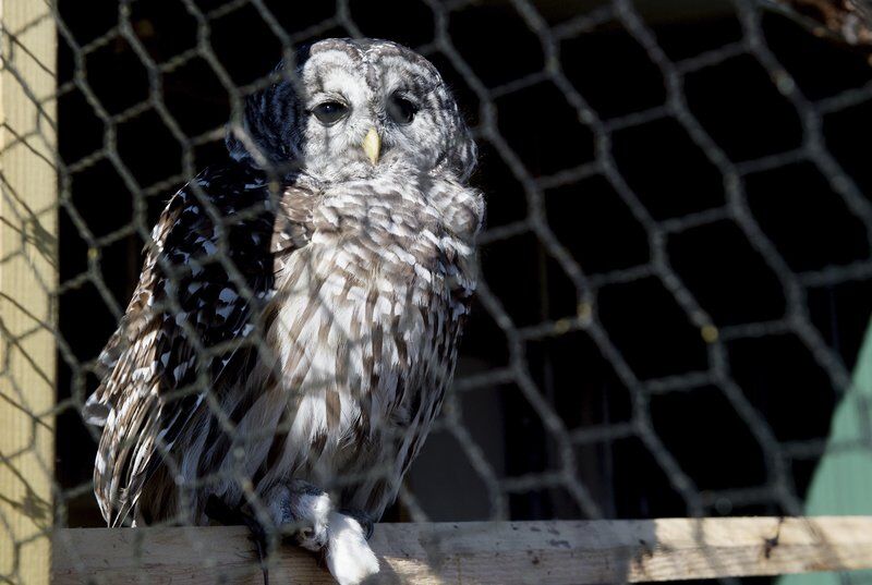 Grant to upgrade housing for PSU's Nature Reach raptors